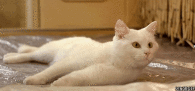 gato-cursor-animado
