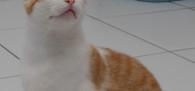 Gabriel