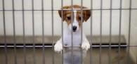 puppy-adoption-puppy-in-cage1
