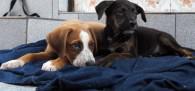 cachorrinhos1