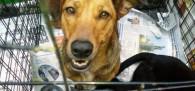 feira de adoção de cães e gatos em santos