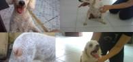 Cachorrinha encontrada em SV