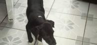 Menina (1)