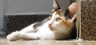 Gatinhos para adoção: Torrone e Pipoca