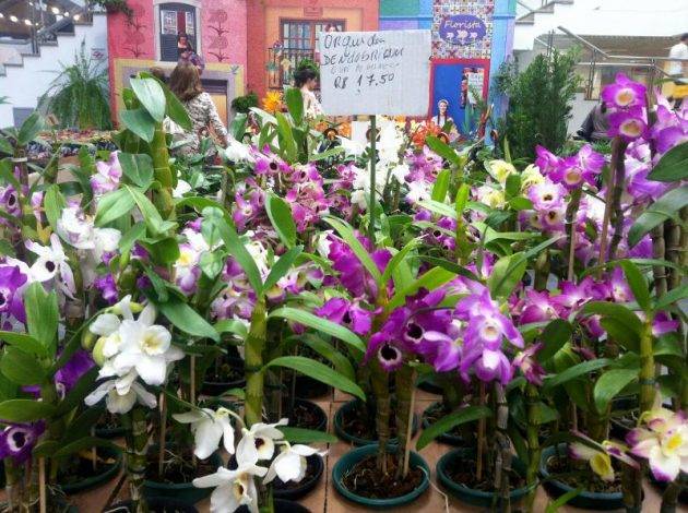 expo flores e plantas shopping balneário