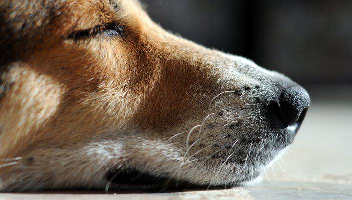 Para os amantes de animais: Santos terá novo centro veterinário