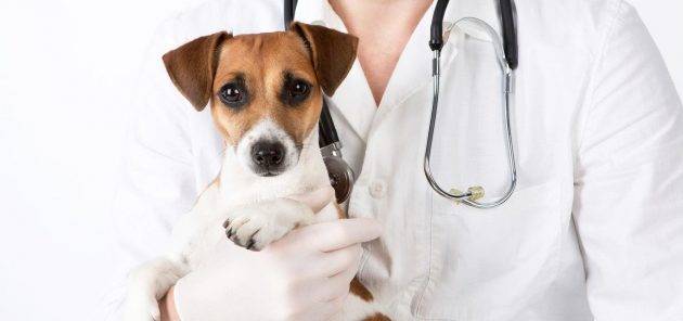 cachorro-veterinario-consulta-vet