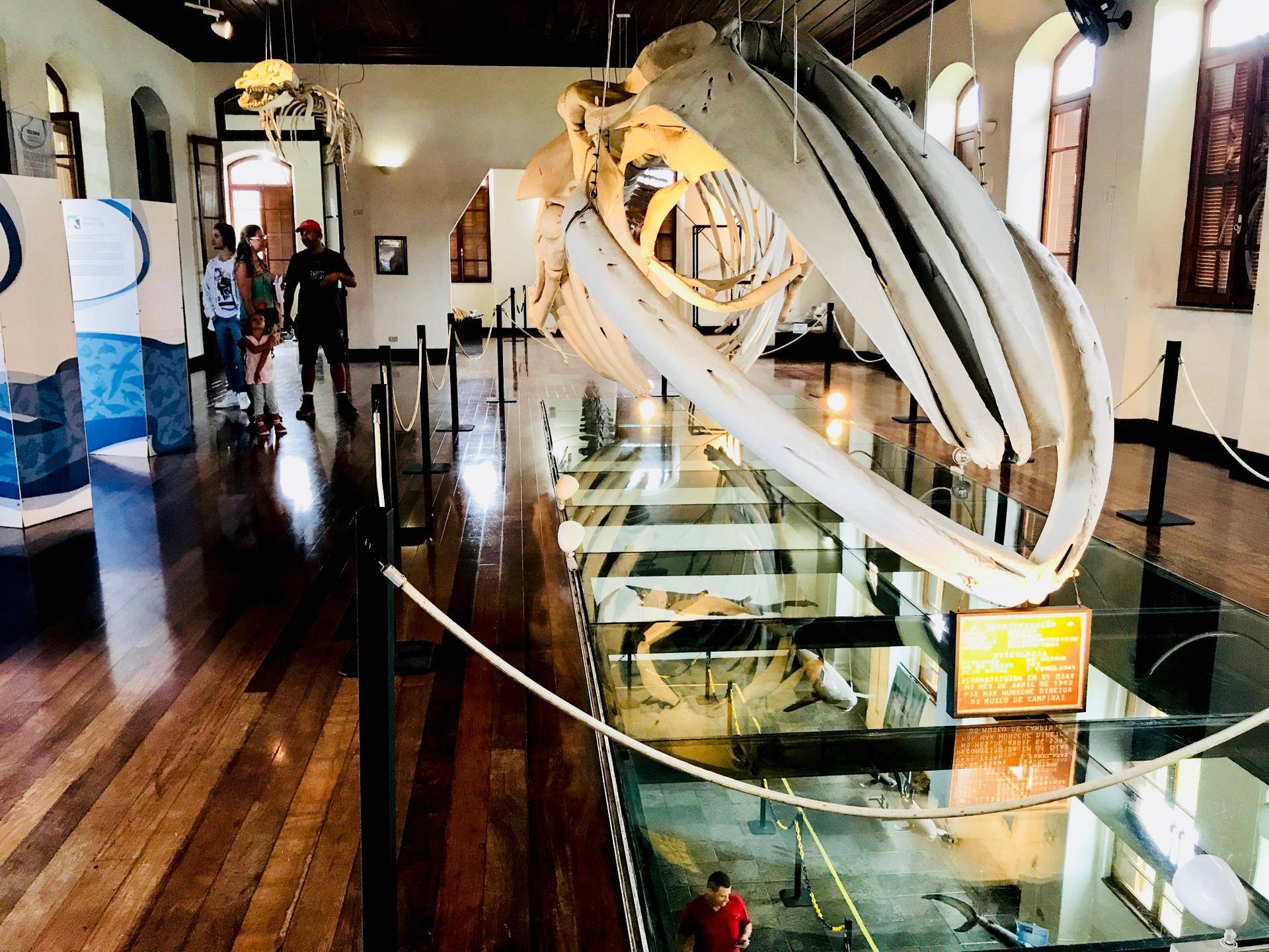 Esqueleto gigante de baleia pendurado em exposição de museu com chão de madeira e pessoas ao fundo.