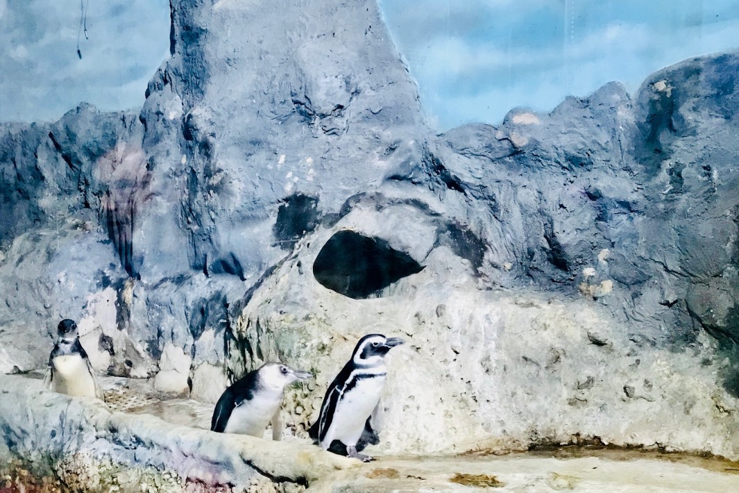 www.juicysantos.com.br - pinguins do aquário de santos