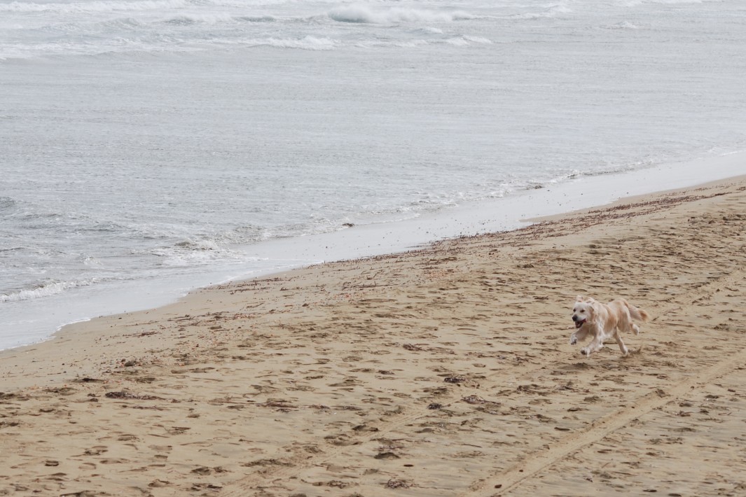 www.juicysantos.com.br - cachorro na praia em Santos