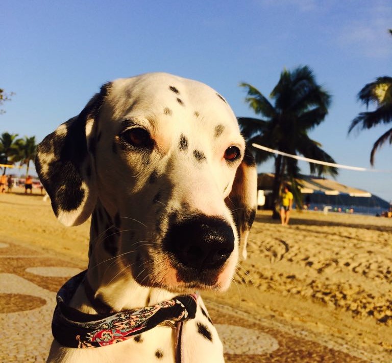 Cachorro na praia de Santos (1)