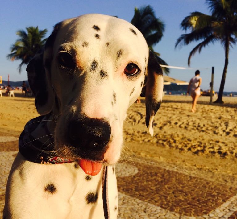 Cachorro na praia de Santos (2)
