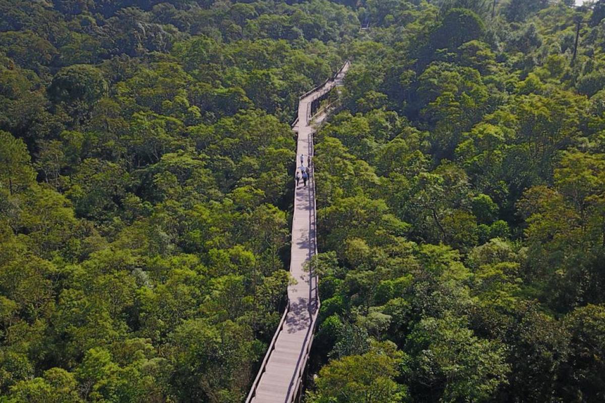 www.juicysantos.com.br - Parque Ecológico Imigrantes: imagem aérea do parque, com uma passarela em meio a mata