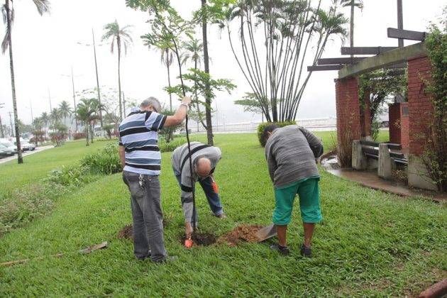 juicysantos.com.br - cuidador de árvores em Santos