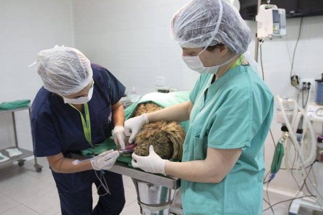juicysantos.com.br - veterinário mais barato em Santos