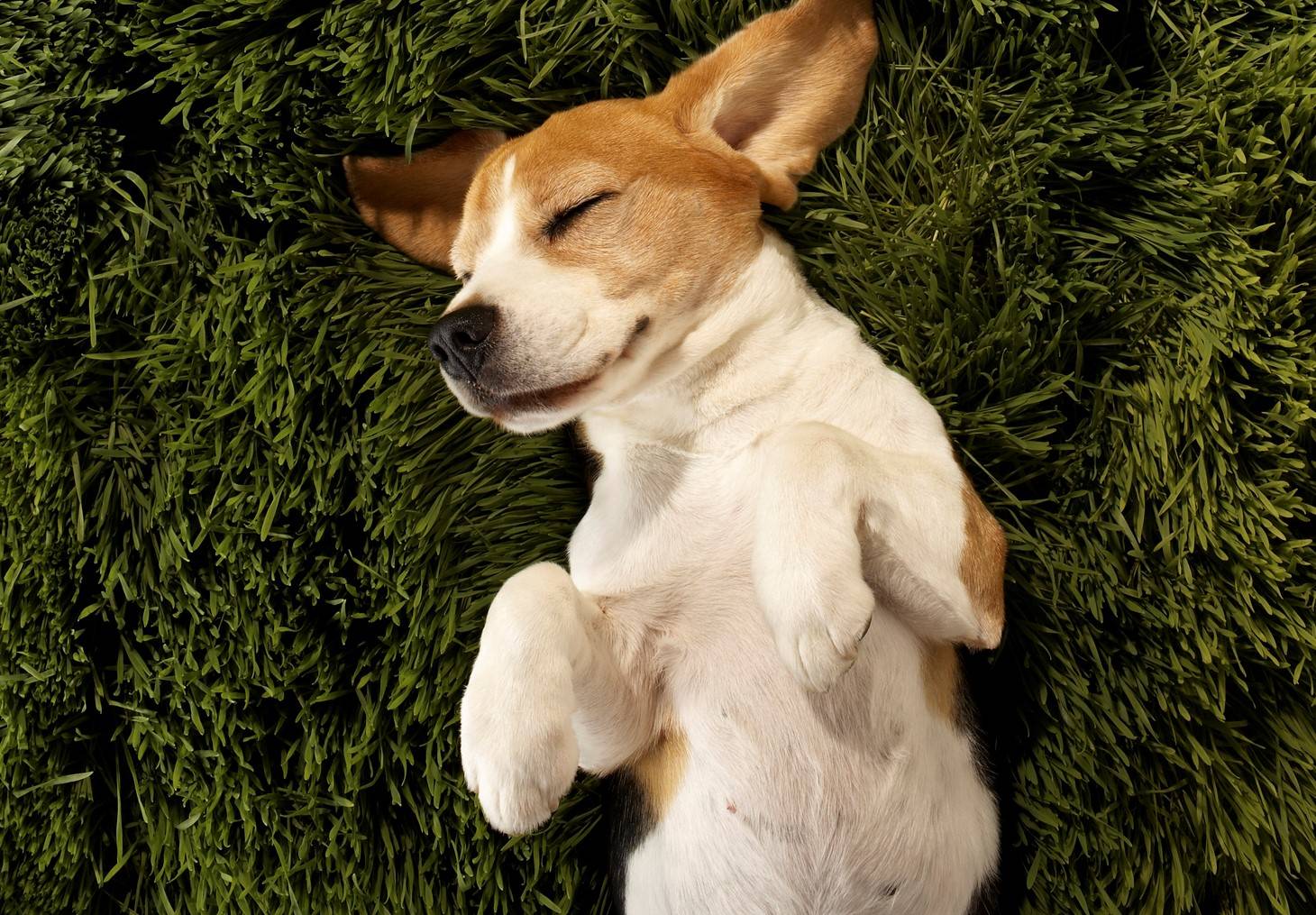 www.juicysantos.com.br - petx em santos - cachorro filhote deitado na grama