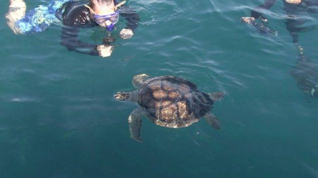 juicysantos.com.br - devolução das tartarugas tratadas no Aquário de Santos 