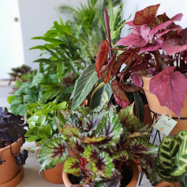 juicysantos.com.br - plantas pra dentro de casa