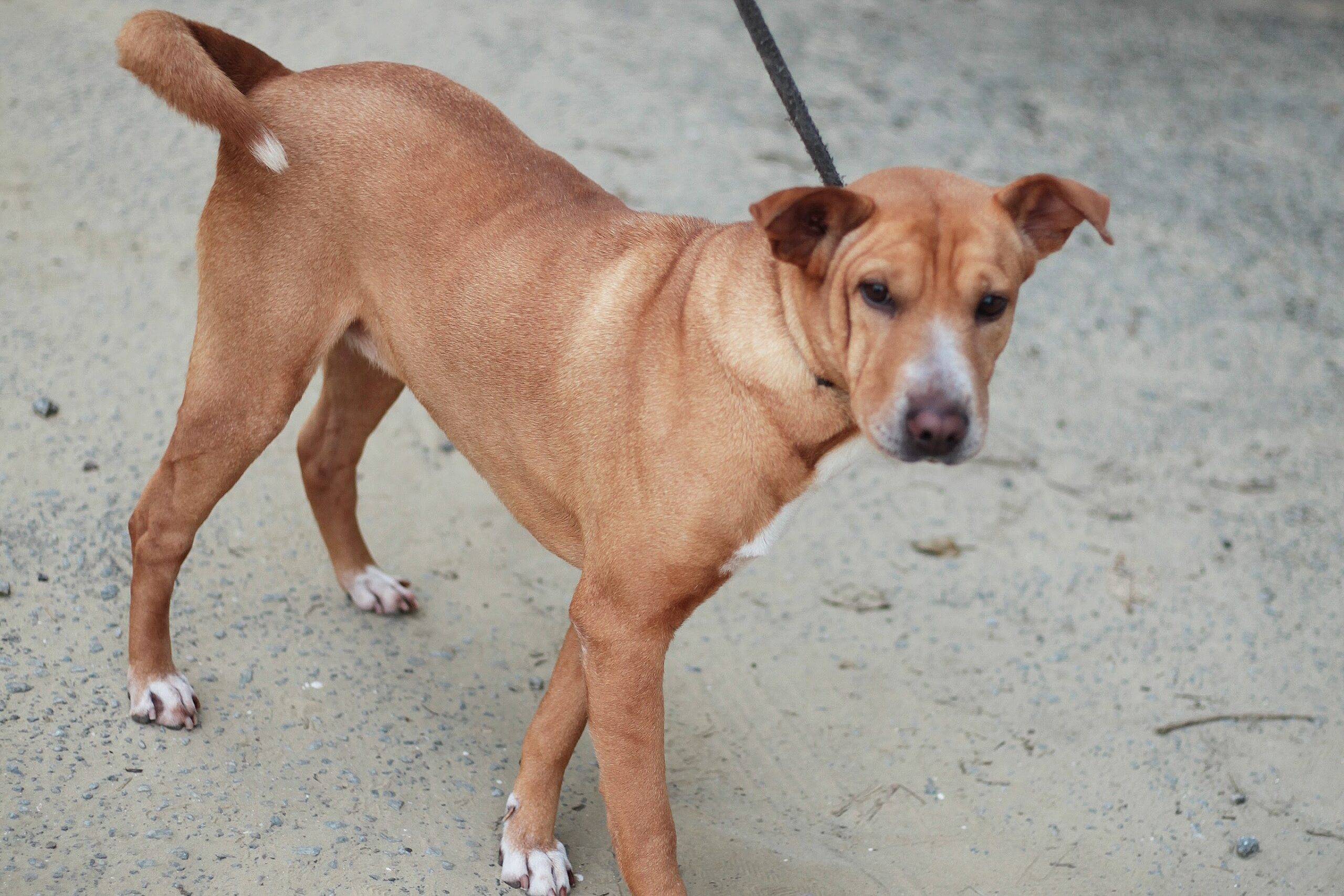 www.juicysantos.com.br - Como adotar um doguinho em Santos