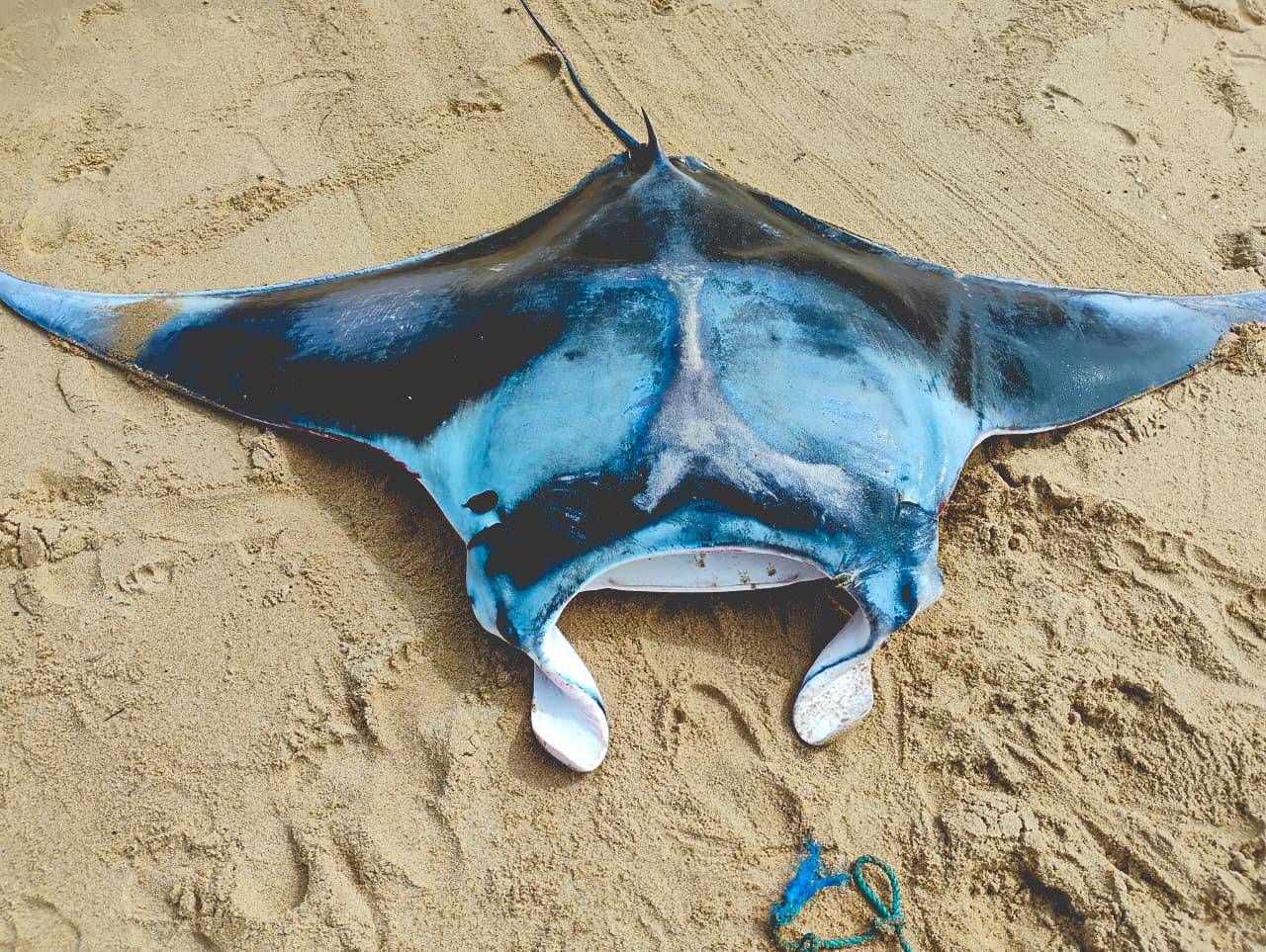 www.juicysantos.com.br - Pesquisadores confirmam nova espécie de raia-manta no litoral brasileiro