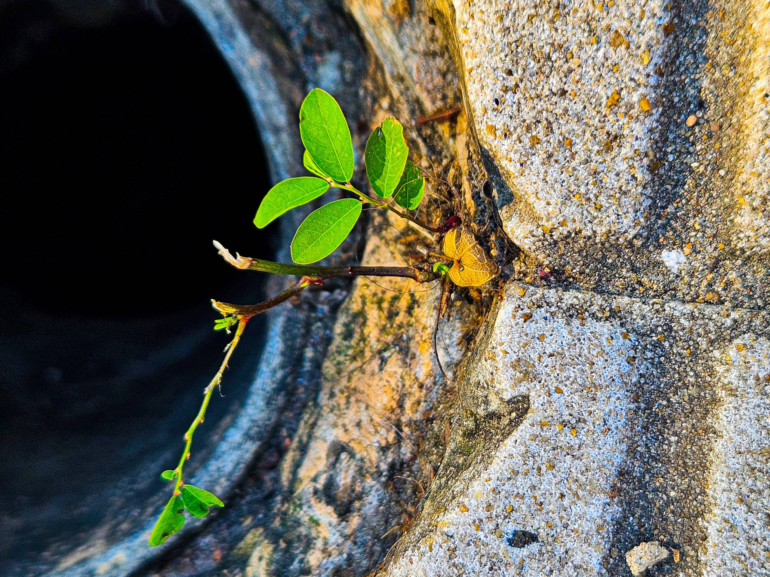 Exposição Jardim Concreto