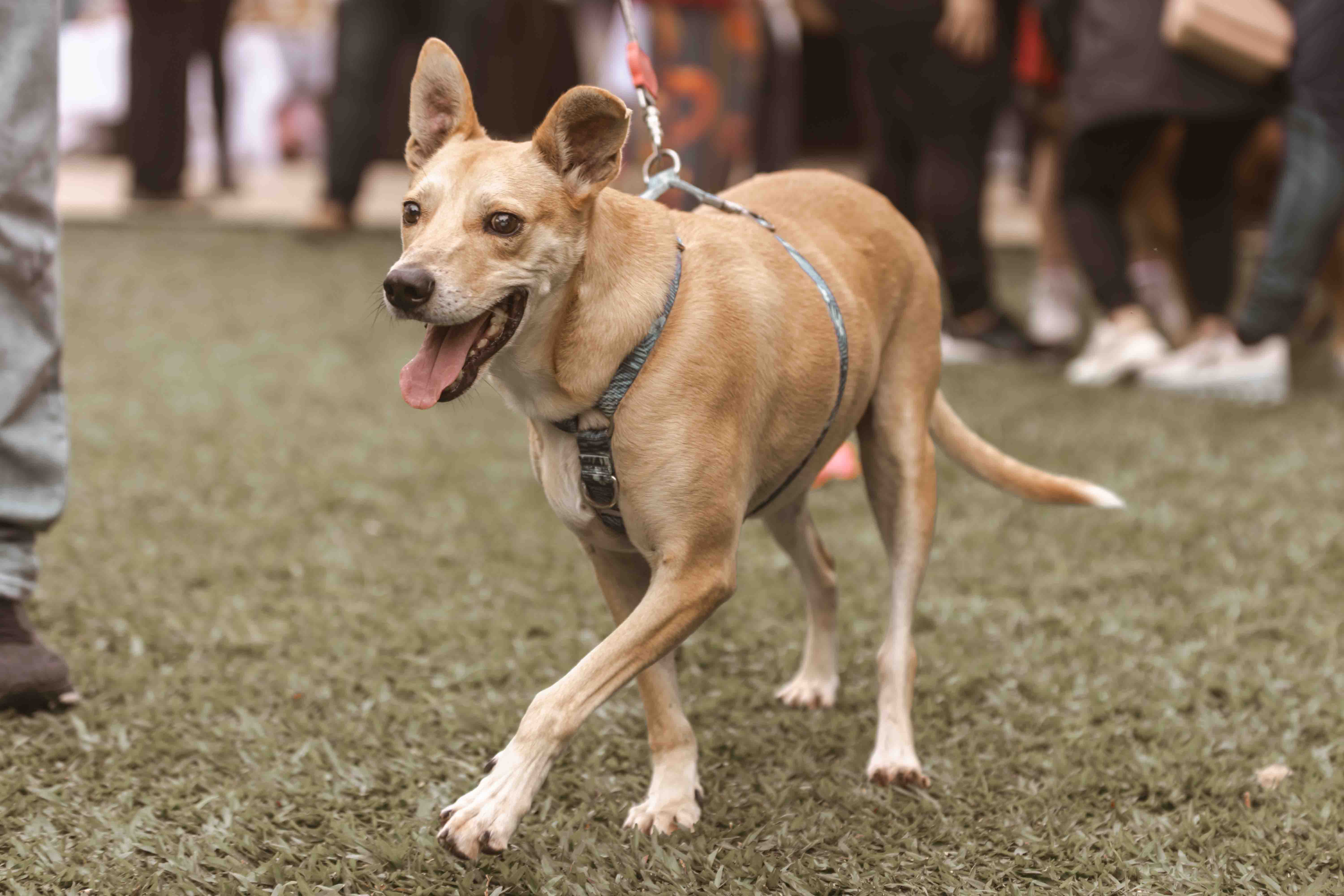 Cachorro caramelo de orelhas em pé e arreios azuis, com a língua para fora, caminha na grama com pessoas borradas ao fundo.