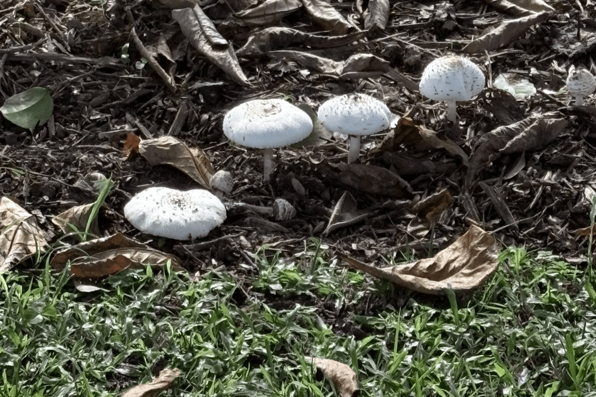 www.juicysantos.com.br - Você já viu esse cogumelo em Santos Conheça mais sobre ele