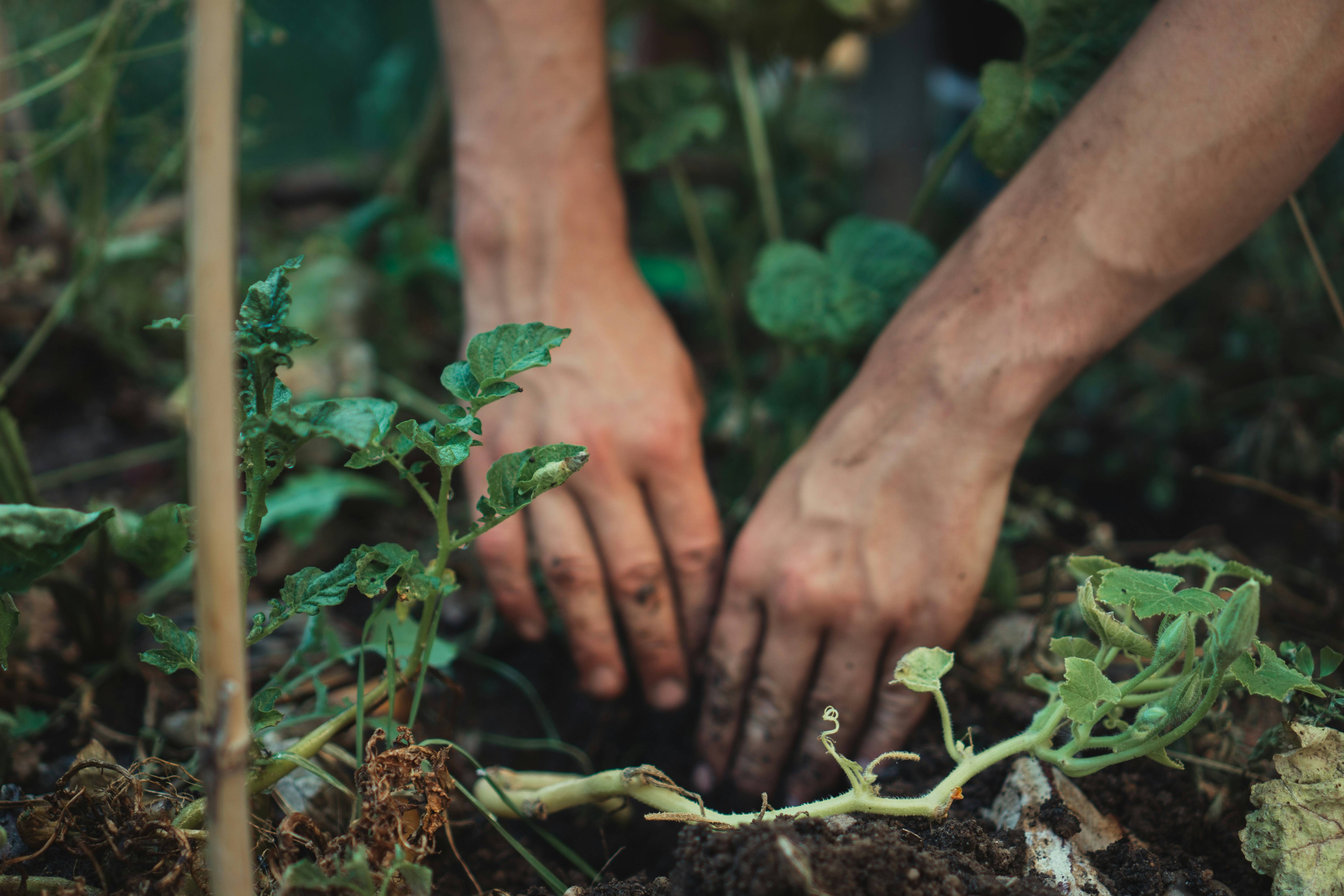 Compostagem e agricultura urbana
