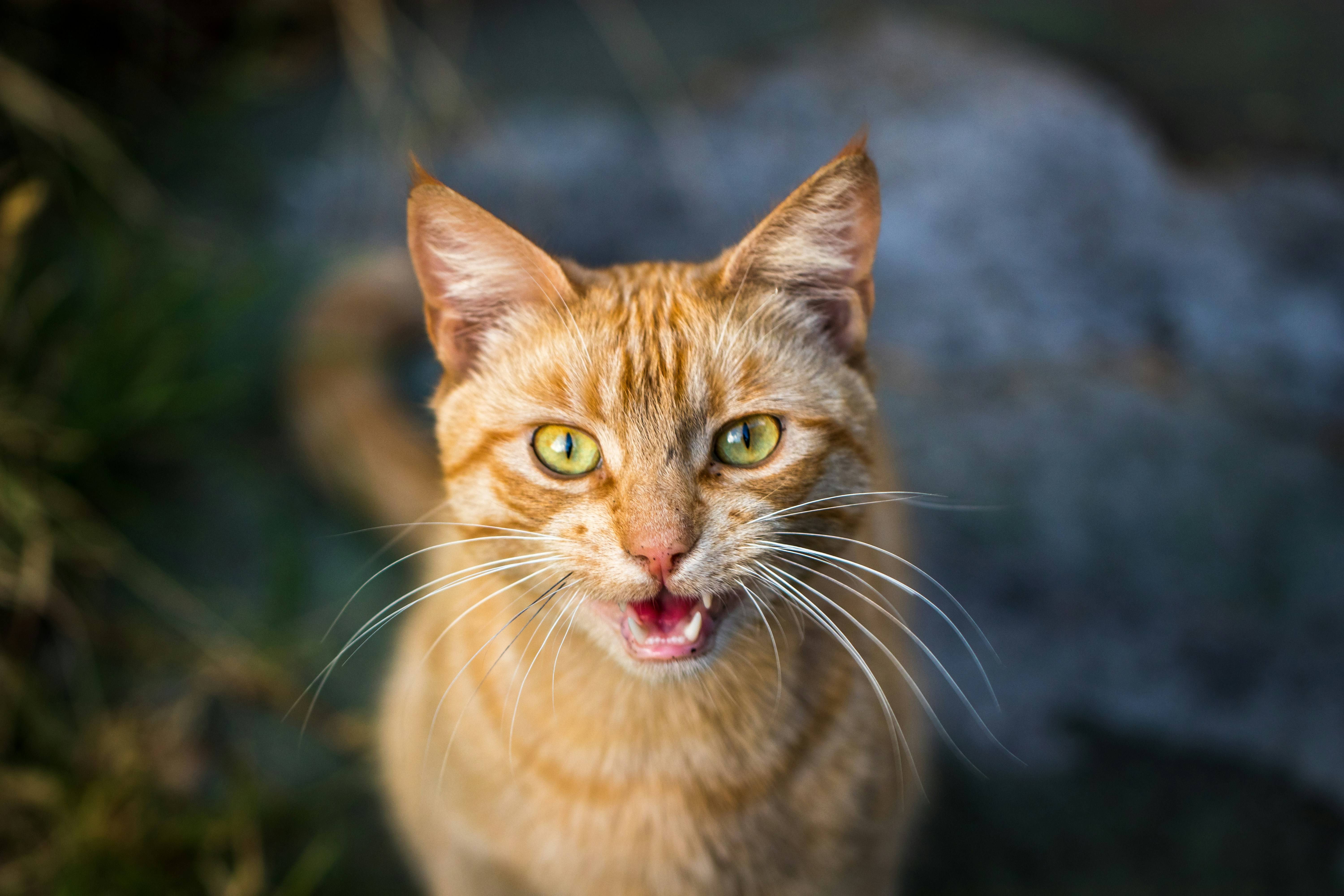 Feira de adoção de gatos