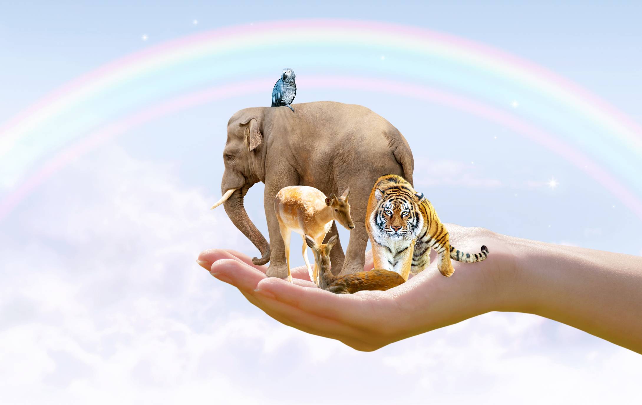 Grande mão humana aberta segurando um elefante, veado, tigre e papagaio azul sob um arco-íris no céu claro.