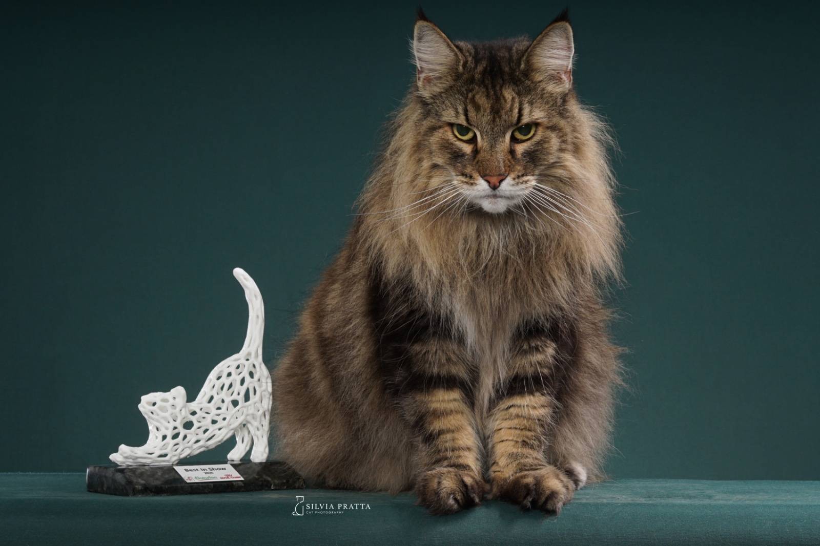 Gato Maine Coon tabby de pelagem longa e olhos amarelos posando com seu troféu branco 'Best In Show' em fundo verde escuro.