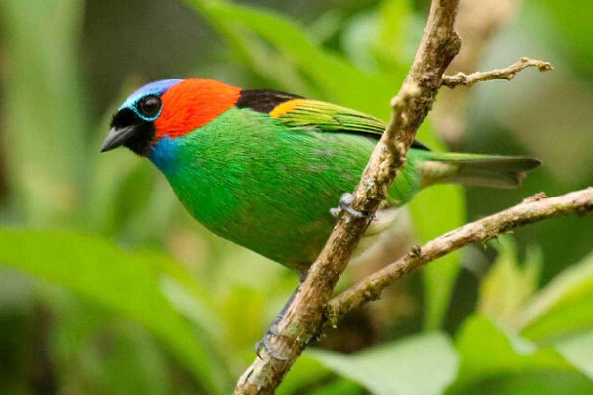 Observação de Aves em Santos