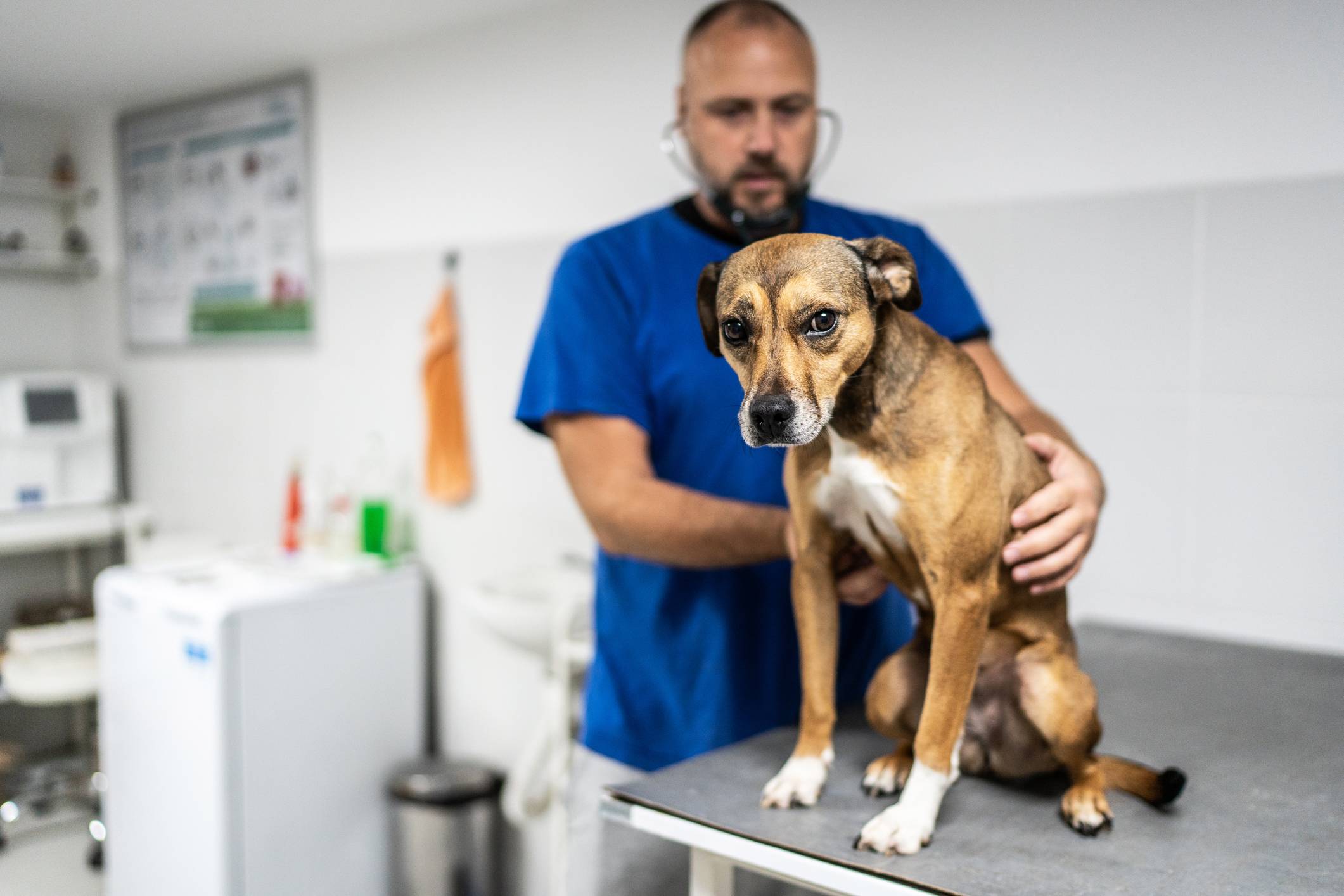 Veterinário de barba em jaleco azul examinando um cachorro marrom e branco em uma mesa de consulta no consultório.