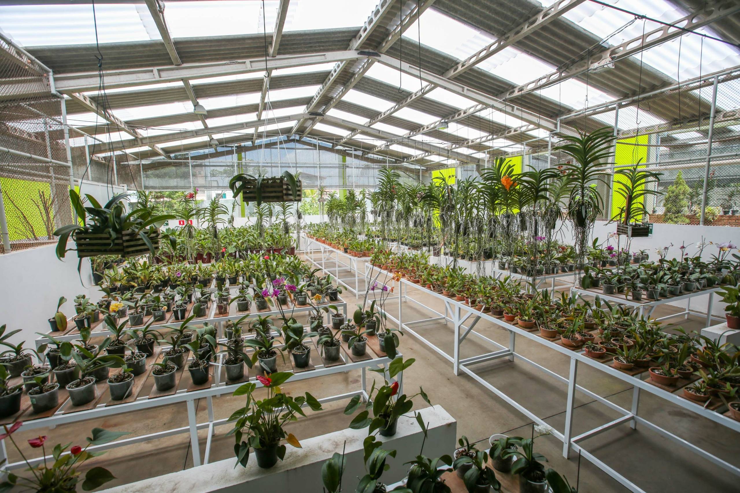 Vasta coleção de orquídeas e outras plantas em vasos e suspensas dentro de uma estufa bem iluminada com telhado transparente.
